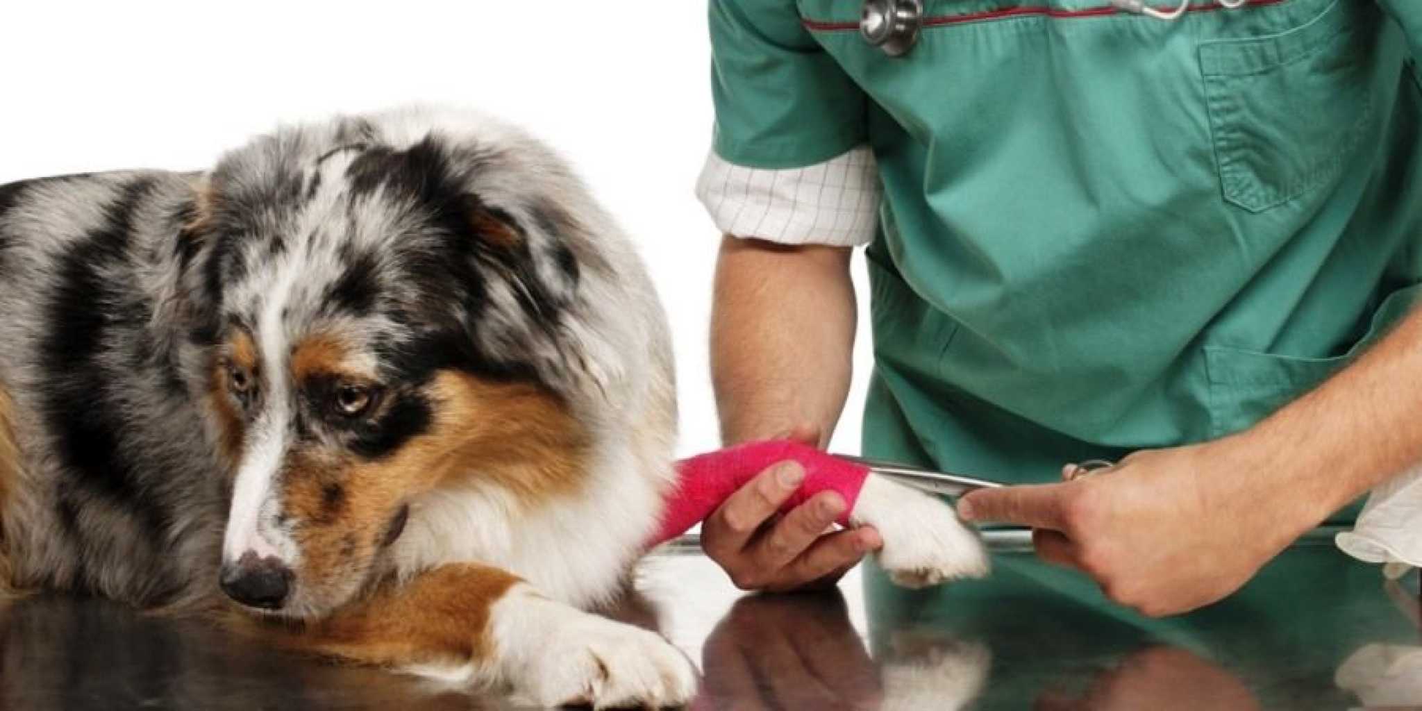 Первая медицинская помощь животным